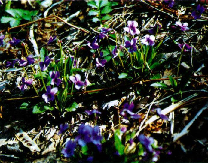 1.紫花地丁